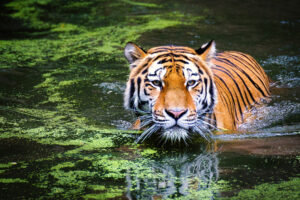 Tiger in Zoo4171516089